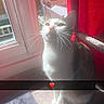 cat, pet, animal, feline, white_and_gray, sitting, window, curtain, sunlight, indoors, home, carpet, portrait, close_up, whiskers, ears, eyes, red_curtain, heart_emoji, natural_light