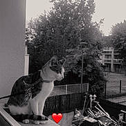 Nina a rejoint le concours — aidez-le/la à gagner de superbes lots ! cat, feline, balcony, window, outdoor, urban, neighborhood, trees, cloudy_sky, black_and_white, harness, leash, sitting, alert, profile, ledge, railing, buildings, heart, portrait