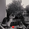 cat, feline, balcony, window, outdoor, urban, neighborhood, trees, cloudy_sky, black_and_white, harness, leash, sitting, alert, profile, ledge, railing, buildings, heart, portrait