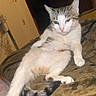 cat, gray_and_white, pet, animal, feline, lying_down, sitting, relaxed, funny_pose, stretched_leg, striped_tail, green_eyes, pink_nose, whiskers, fur, bed, blanket, bedroom, indoor, portrait