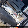 cat, tabby_cat, white_cat, pet, animal, sleeping, relaxed, stretching, paw, whiskers, ears, collar, red_collar, chair, black_chair, outdoor, patio, stone_floor, furniture, text_overlay