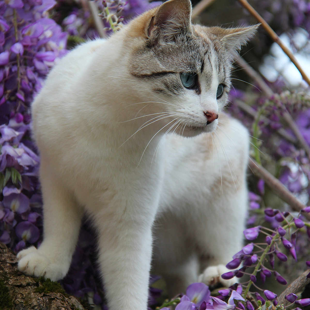 Vanille a rejoint le concours — aidez-le/la à gagner de superbes lots ! animal, blue_eyes, branch, cat, closeup, curious, feline, flora, moss, nature, outdoor, pet, plant, purple_flowers, spring, striped_fur, tree, whiskers, white_fur, wildlife