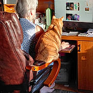 Roni joined the competition — help win amazing prizes! cat, person, office, desk, computer, monitor, chair, workstation, home_office, indoors, sitting, orange_cat, tabby, pet, human, furniture, paperwork, keyboard, sunlight, funny