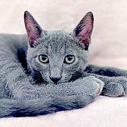 Billy is registered to the contest to win money with this photo: animal, cat, close_up, curled_up, cute, ears, feline, fur, gray_cat, indoor, looking_at_camera, paws, pet, relaxed, resting, sleepy, soft_texture, tail, whiskers, yellow_eyes