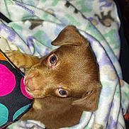 Jaxx joined the competition — help win amazing prizes! animal, blanket, brown, close_up, comfort, cozy, curious, cute, dog, fabric, fur, indoor, nibbling, patterned_blanket, pet, polka_dot, puppy, snuggled, soft, young_dog