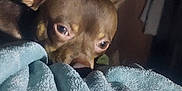 Jaxx is registered to the contest to win money with this photo: animal, blanket, blue_blanket, brown_dog, close_up, companion, cozy, cute, dim_light, dog, ears, face, furniture, home, indoor, looking, pet, resting, small_dog, soft_texture