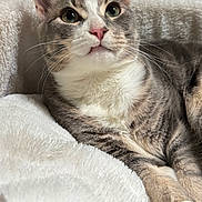 Bojack joined the competition — help win amazing prizes! cat, gray_cat, white_cat, pet, feline, fluffy_blanket, indoor, close_up, pink_nose, whiskers, relaxed, curious, lying_down, domestic_animal, soft_texture, cute, animal_portrait, cozy, resting, fur