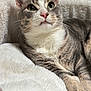 cat, gray_cat, white_cat, pet, feline, fluffy_blanket, indoor, close_up, pink_nose, whiskers, relaxed, curious, lying_down, domestic_animal, soft_texture, cute, animal_portrait, cozy, resting, fur