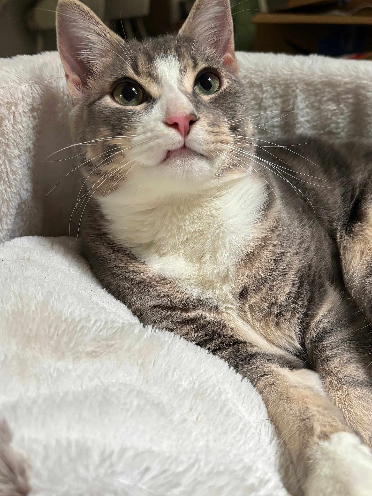 Bojack joined the competition — help win amazing prizes! cat, gray_cat, white_cat, pet, feline, fluffy_blanket, indoor, close_up, pink_nose, whiskers, relaxed, curious, lying_down, domestic_animal, soft_texture, cute, animal_portrait, cozy, resting, fur