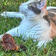 Taffy joined the competition — help win amazing prizes! animal, brown, cat, closeup, daytime, ears, eyes, feline, grass, gray, leaf, lying_down, mammal, nature, outdoor, pet, relaxed, sunlight, whiskers, white