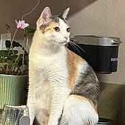 Taffy joined the competition — help win amazing prizes! cat, calico_cat, kitchen, counter, potted_plant, glass, sink, domestic_animal, pet, fur, whiskers, indoor, curious, sitting, household, animal, feline, mammal, tabby, cute
