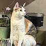 cat, calico_cat, kitchen, counter, potted_plant, glass, sink, domestic_animal, pet, fur, whiskers, indoor, curious, sitting, household, animal, feline, mammal, tabby, cute