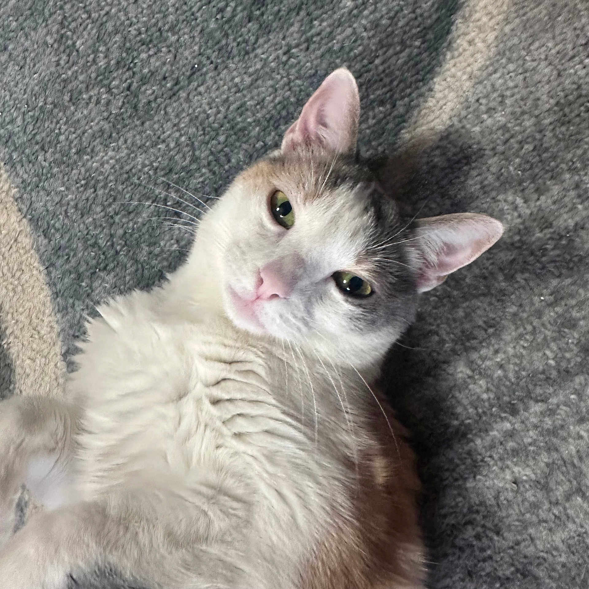 Taffy Lynn