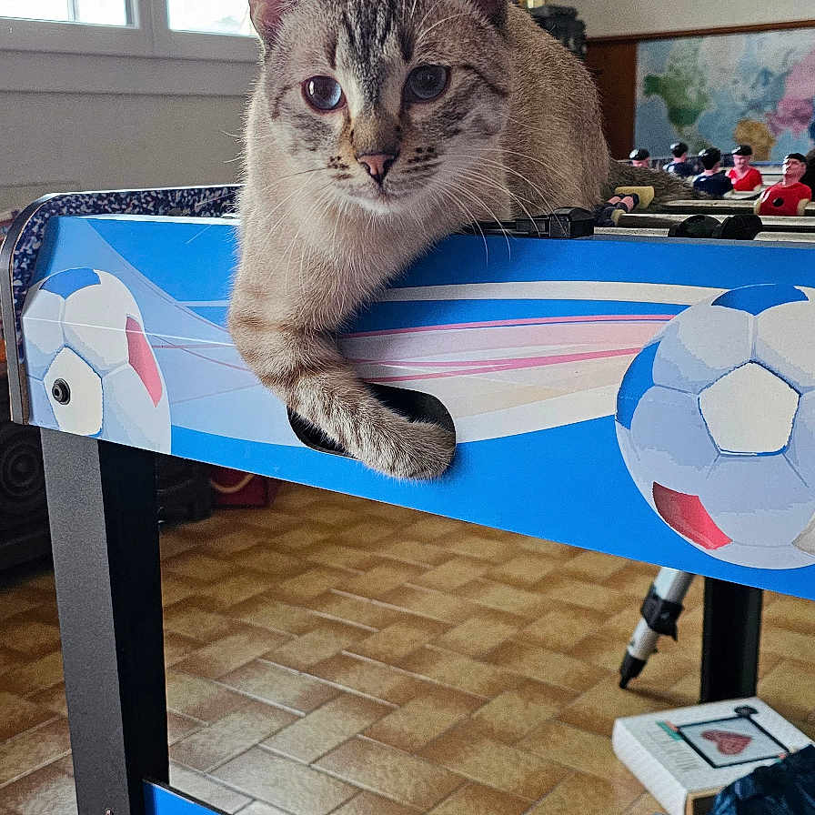 Orion participe au concours pour gagner de l'argent avec cette photo : cat, foosball_table, indoor, window, floor_tiles, furniture, animal, pet, curious, resting, blue, yellow_box, game, room, decor, framed_picture, light, table, paw, playing