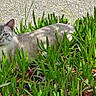 Orion participe au concours pour gagner de l'argent avec cette photo : cat, animal, outdoor, greenery, plants, nature, feline, eyes, grass, relaxing, wildlife, mammal, pet, alert, lying_down, daylight, curious, urban, sidewalk, shadows