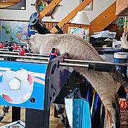 Orion a rejoint le concours — aidez-le/la à gagner de superbes lots ! cat, foosball_table, indoor, furniture, wood, decor, lamp, map, picture_frame, floor, bag, clutter, animal, pet, curious, stretching, game, table, sport, home