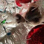 Lola is registered to the contest to win money with this photo: art, carmine, christmas, christmas_decoration, christmas_eve, christmas_ornament, circle, conifer, event, fashion_accessory, feather, glass, glitter, holiday, holiday_ornament, liquid, magenta, ornament, pattern, red