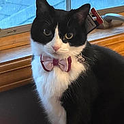 Chauncey joined the competition — help win amazing prizes! cat, black_and_white, bow_tie, pet, indoor, window, curious, feline, animal, face, whiskers, ears, fur, domestic, portrait, sitting, looking, cute, pink, accessory