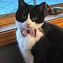 cat, black_and_white, bow_tie, pet, indoor, window, curious, feline, animal, face, whiskers, ears, fur, domestic, portrait, sitting, looking, cute, pink, accessory