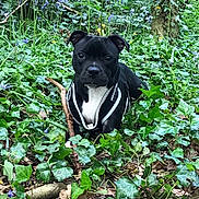 Ava joined the competition — help win amazing prizes! dog, black_dog, white_chest, harness, stick, ivy, greenery, wildflowers, forest, outdoor, nature, plants, leaves, tree_trunk, canine, pet, animal, grass, woodland, flora