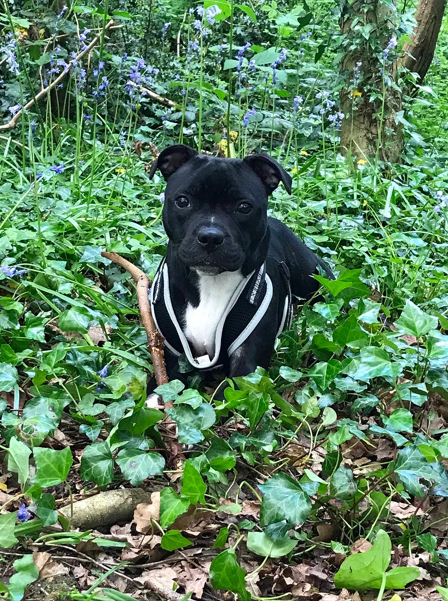 Ava joined the competition — help win amazing prizes! dog, black_dog, white_chest, harness, stick, ivy, greenery, wildflowers, forest, outdoor, nature, plants, leaves, tree_trunk, canine, pet, animal, grass, woodland, flora