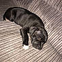 Ava is registered to the contest to win money with this photo: puppy, dog, sleeping, black_dog, couch, striped_couch, pet, animal, indoor, resting, young_dog, fur, cute, cozy, home, nap, small_dog, relaxed, domestic_animal, adorable