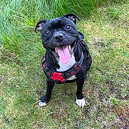 Ava is registered to the contest to win money with this photo: animal, black_dog, canine, casual, dog, footwear, grass, greenery, happy, harness, nature, outdoor, pet, playful, portrait, sitting, smiling, summer, tongue_out, white_paws