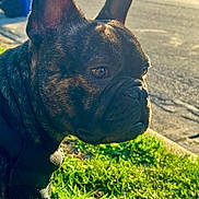 Chapito is registered to the contest to win money with this photo: animal, brindle, canine, closeup, daylight, dog, domestic_animal, ears, french_bulldog, grass, leash, muzzle, nature, outdoor, paw, pet, portrait, side_view, street, sunlight