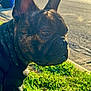 animal, brindle, canine, closeup, daylight, dog, domestic_animal, ears, french_bulldog, grass, leash, muzzle, nature, outdoor, paw, pet, portrait, side_view, street, sunlight