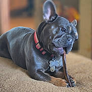 Baby is registered to the contest to win money with this photo: animal, background_blur, black_dog, bone_tag, canine, carpet, chew_stick, chewing, closeup, collar, companion, cute, dog, domestic, ears_up, focused, indoor, lying_down, pet, tan_paws