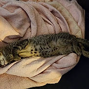 Cookie joined the competition — help win amazing prizes! cat, kitten, sleeping, tabby, blanket, pink_blanket, fur, indoor, cozy, resting, pet, animal, cute, relaxed, soft, feline, comfort, nap, domestic_cat, young_cat