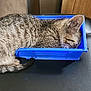 Cookie is registered to the contest to win money with this photo: cat, tabby, sleeping, container, blue, plastic, chair, black_leather, feline, pet, cozy, resting, indoor, fur, striped, cute, small_box, relaxed, domestic_cat, animal
