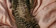 Cookie joined the competition — help win amazing prizes! kitten, cat, tabby, sleeping, relaxed, pink_blanket, cozy, indoor, pet, feline, fur, whiskers, paw, tail, striped, cute, animal, domestic_cat, resting, soft