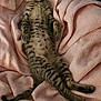 kitten, cat, tabby, sleeping, relaxed, pink_blanket, cozy, indoor, pet, feline, fur, whiskers, paw, tail, striped, cute, animal, domestic_cat, resting, soft