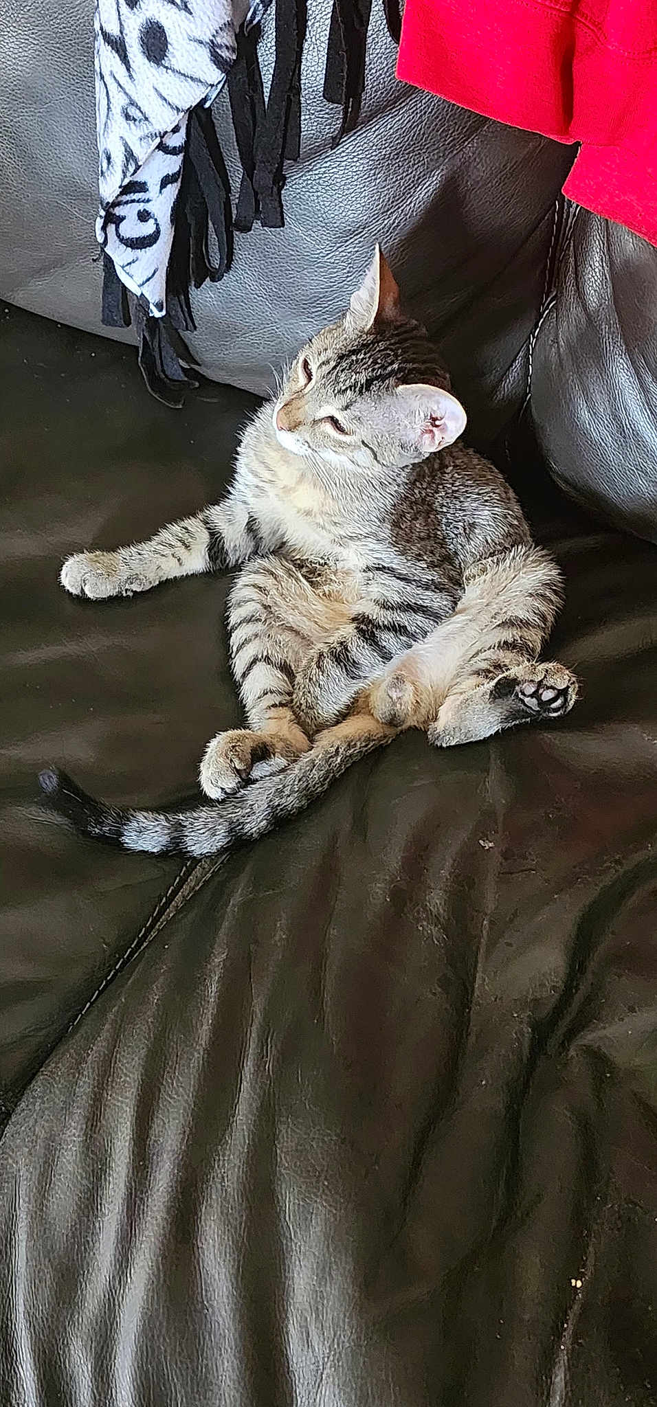 Cookie is registered to the contest to win money with this photo: cat, tabby, leather_couch, sitting, relaxed, pet, indoor, feline, animal, fur, whiskers, ears, tail, blanket, fabric, home, cozy, domestic, resting, cute