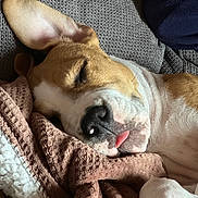 Kay a rejoint le concours — aidez-le/la à gagner de superbes lots ! blanket, brown, closeup, comfort, couch, cozy, cute, dog, ear, fur, indoors, nap, paw, pet, relaxed, resting, sleeping, snuggle, tongue, white