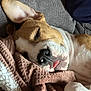 blanket, brown, closeup, comfort, couch, cozy, cute, dog, ear, fur, indoors, nap, paw, pet, relaxed, resting, sleeping, snuggle, tongue, white