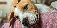 Kay participe au concours pour gagner de l'argent avec cette photo : animal, background_blur, blanket, brown_and_white, close_up, cozy, cute, dog, domestic, face, focus, fur, indoor, pet, pink, portrait, relaxed, resting, soft, texture