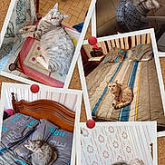 Nina participe au concours pour gagner de l'argent avec cette photo : bed, bedroom, blanket, cat, chair, collage, curious_cat, floor, furniture, glasses, gray_cat, home, indoor, pet, pillow, portrait, tabby_cat, tiled_floor, wallpaper, woman