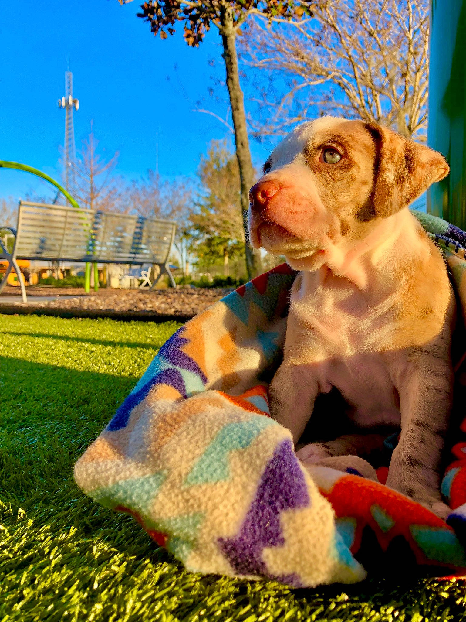 Melee is registered to the contest to win money with this photo: carnivore, companion_dog, dog, dog_breed, dog_collar, fawn, fun, fur, grass, grassland, gun_dog, leisure, plant, retriever, sky, snout, sporting_group, tail, tree, working_animal