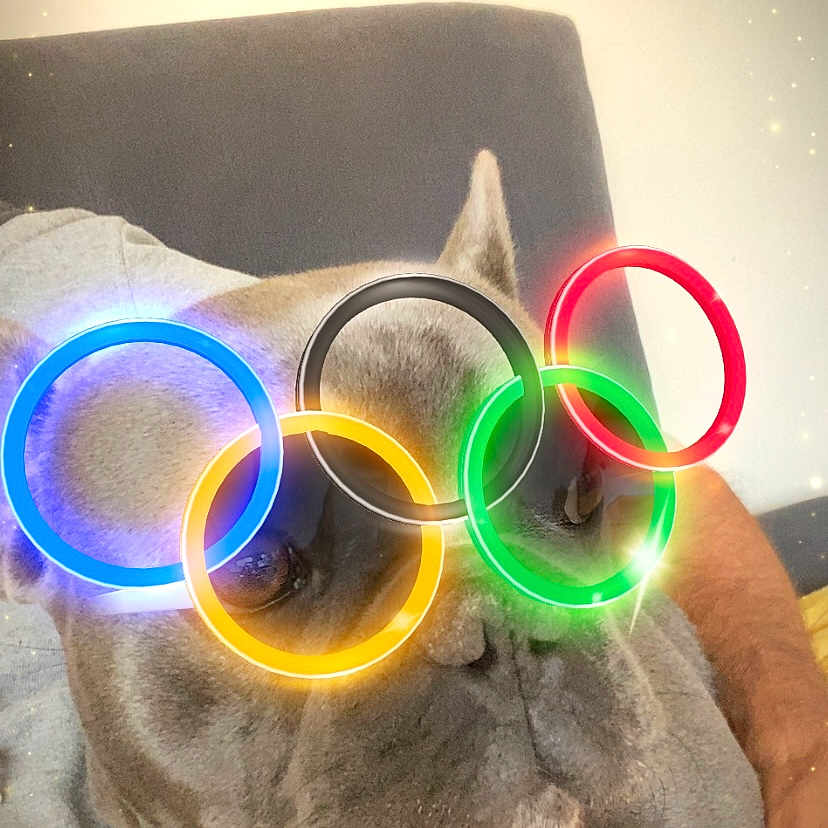 Tacco a rejoint le concours — aidez-le/la à gagner de superbes lots ! accessories, adult, animal, bulldog, canine, couch, dog, face, glasses, head, light, lighting, male, man, neon, person, pet, photography, portrait, puppy