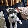 black, bow, couch, curtains, cute, dog, eyes, fluffy, gray, groomed, hair_bow, home, indoor, muzzle, pet, pillow, portrait, schnauzer, sitting, white