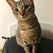 Luna joined the competition — help win amazing prizes! cat, tabby, pet, animal, feline, curious, indoor, striped, whiskers, ears, tail, sitting, closeup, domestic, cute, alert, young, looking, fur, mammal