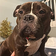 Medusa is registered to the contest to win money with this photo: animal, brown, canine, close_up, companion, cute, decor, dog, friendship, furniture, golden_tree, hand, indoor, paw, pet, portrait, resting, soft_lighting, tattoo, white