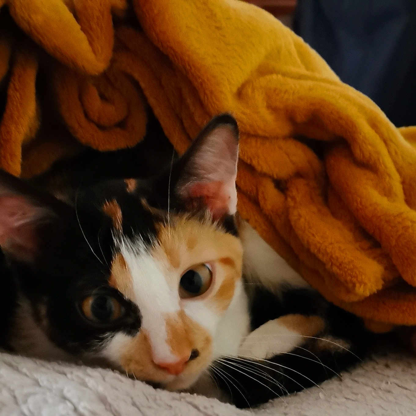 Sweaty participe au concours pour gagner de l'argent avec cette photo : animal, blanket, calico, cat, closeup, comfort, cozy, curious, cute, ears, face, fur, home, indoor, pet, relaxed, resting, soft, whiskers, yellow