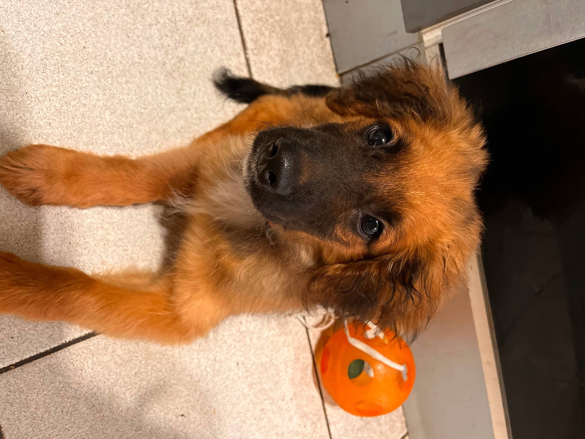 Baloo a rejoint le concours — aidez-le/la à gagner de superbes lots ! calabaza, canidae, carnivore, companion_dog, dog, dog_breed, dog_supply, fawn, fur, german_shepherd_dog, king_shepherd, old_german_shepherd_dog, paw, pet_supply, pumpkin, snout, sporting_group, terrestrial_animal, working_animal, working_dog