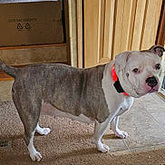 Luna May is registered to the contest to win money with this photo: dog, indoor, carpet, tile_floor, wooden_door, cardboard_box, brindle_coat, white_coat, pet_collar, red_collar, alert, standing, animal, domestic_animal, four_legs, paw, ears, tail, floor_vent, curious