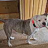 alert, animal, brindle_coat, cardboard_box, carpet, curious, dog, domestic_animal, ears, floor_vent, four_legs, indoor, paw, pet_collar, red_collar, standing, tail, tile_floor, white_coat, wooden_door