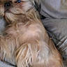 Lady joined the competition — help win amazing prizes! animal, blanket, canine, comfort, companion, cozy, cute, dog, fluffy, fur, home, indoor, laying, lying_down, mammal, pet, relaxed, resting, sleepy, soft
