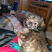 Lady joined the competition — help win amazing prizes! puppy, dog, pet, indoor, blanket, furniture, television, couch, cozy, fur, animal, brown, black, cute, relaxed, home, carpet, person, resting, warm